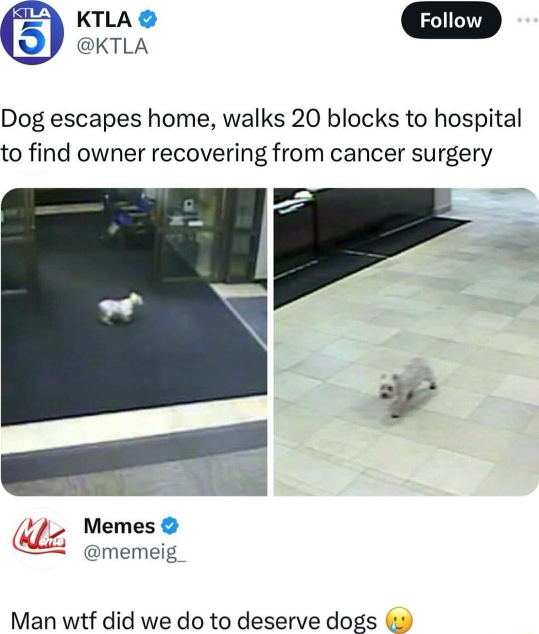 KTLA D KTLA Dog escapes home walks 20 blocks to hospital to find owner recovering from cancer surgery Memes memeig Man wtf did we do to deserve dogs