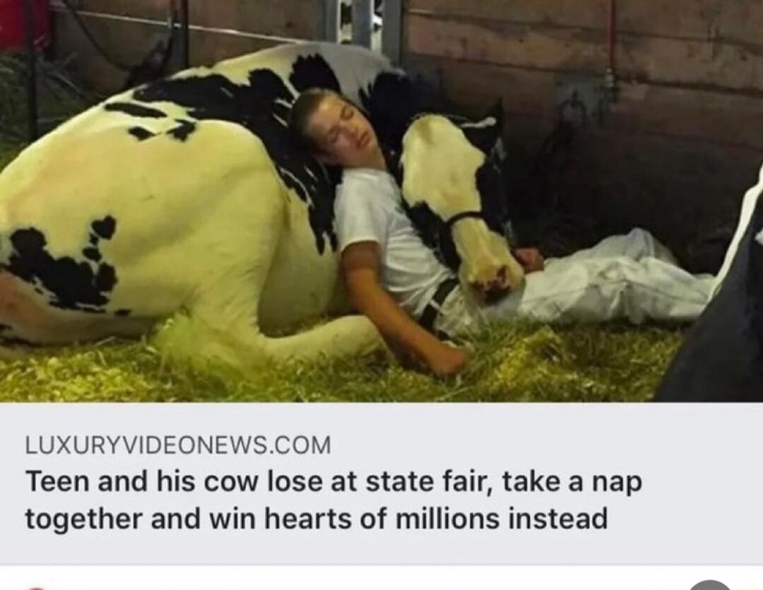 LUXURYVIDEONEWSCC Teen and his cow lose at state fair take a nap together and win hearts of millions instead