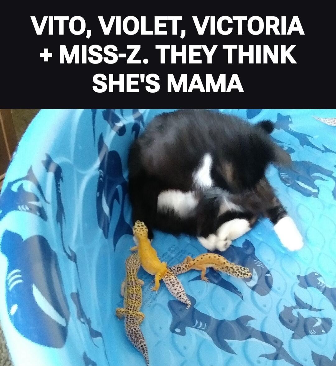 VITO, VIOLET, VICTORIA + MISS-Z. THEY THINK SHE'S MAMA