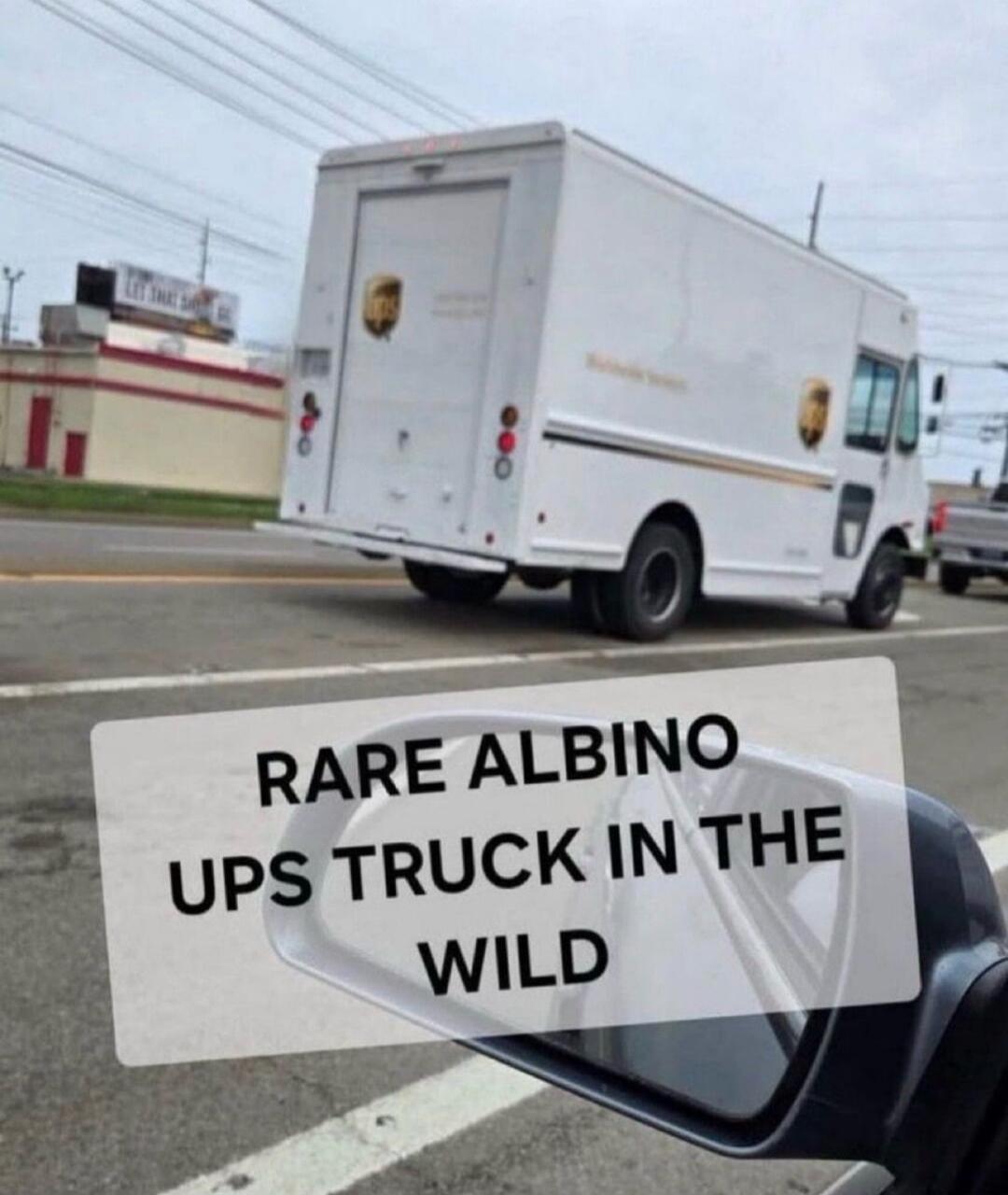 RARE ALBINO UPS TRUCK IN THE WILD