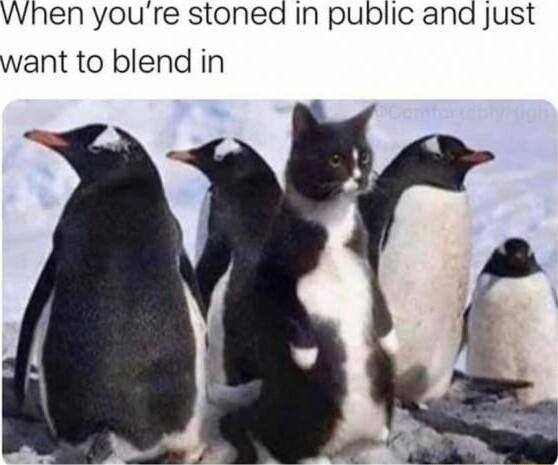 vwhen youre stoned In public ana just want to blend in