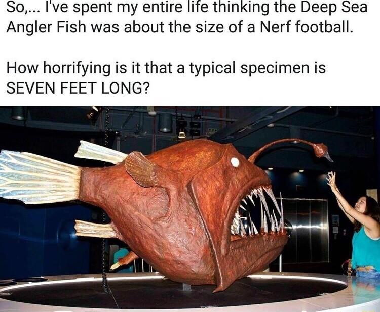 So Ive spent my entire life thinking the Deep Sea Angler Fish was about the size of a Nerf football How horrifying is it that a typical specimen is SEVEN FEET LONG