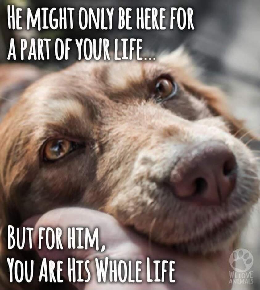 HE MIGHT ONLY BE HERE FOR A PART OF YOUR LIFE... BUT FOR HIM, YOU ARE HIS WHOLE LIFE