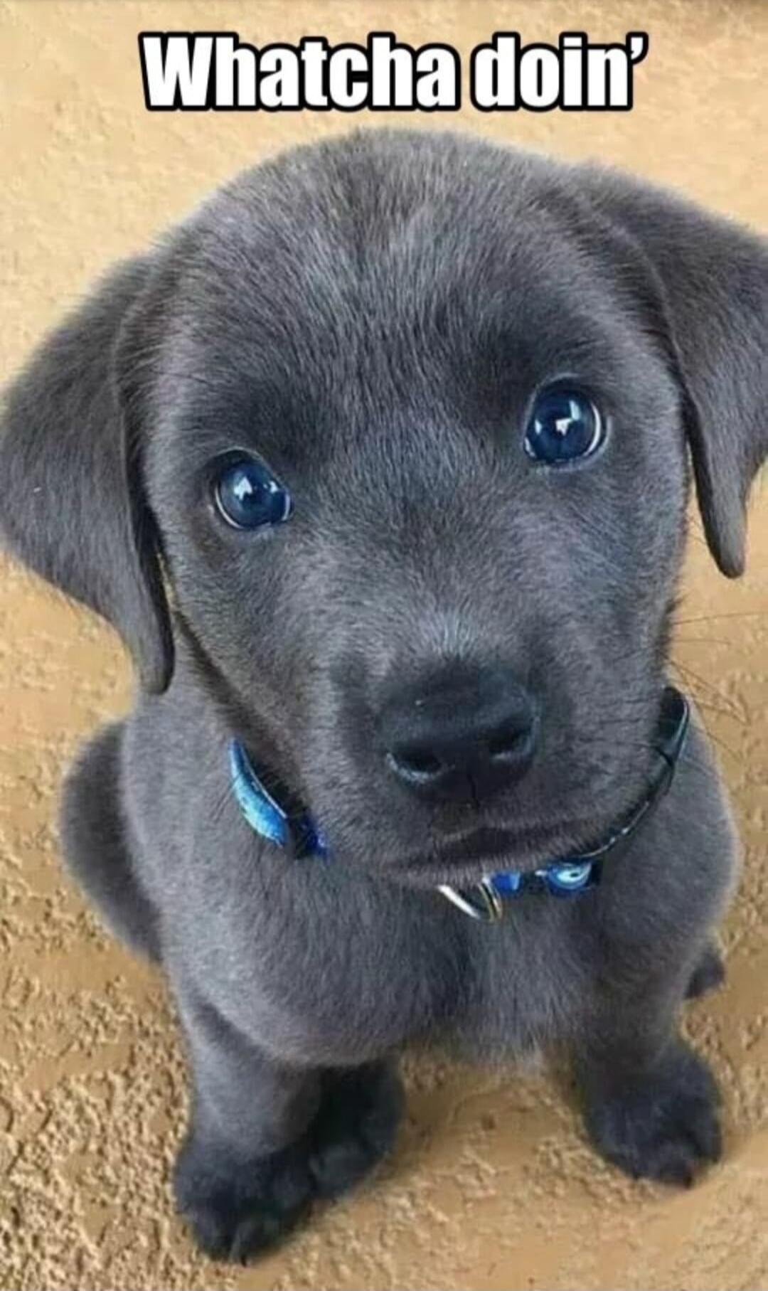 Whatcha doin'