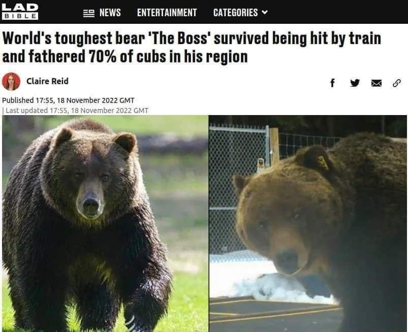 2 NEWS ENTERTAINWENT CATESORIS v Worlds toughest bear The Boss survived being hit by train and fathered 70 of cubs in his region