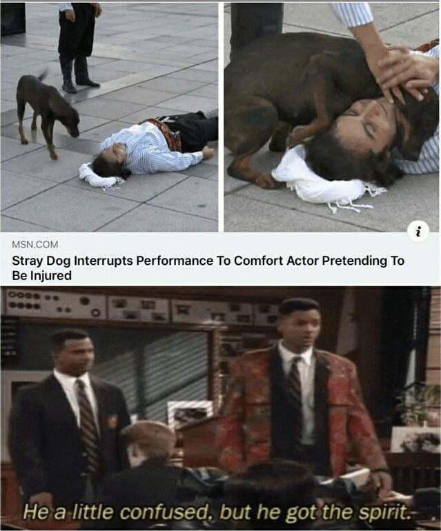 Stray Dog Interrupts Performance To Comfort Actor Pretending To Be Injured o e Spiri