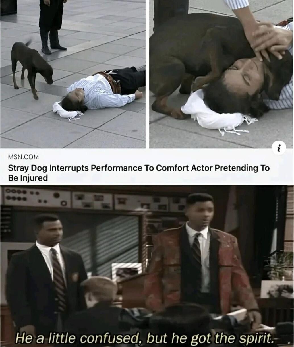 MSN.COM Stray Dog Interrupts Performance To Comfort Actor Pretending To Be Injured. He a little confused, but he got the spirit.