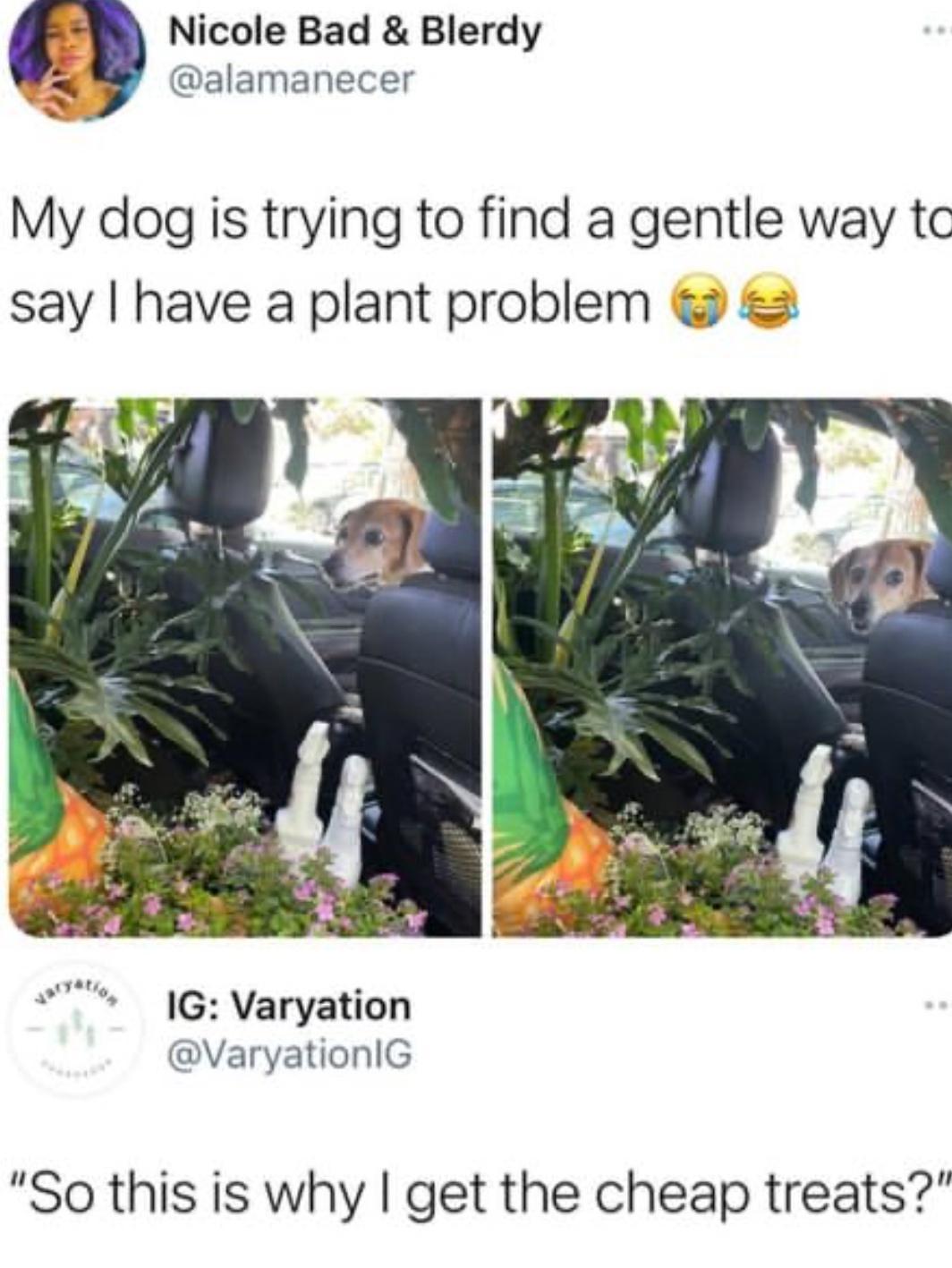 3 Nicole Bad Blerdy alamanecer My dog is trying to find a gentle way tc say have a plant problem IG Varyation VaryationlG So this is why get the cheap treats