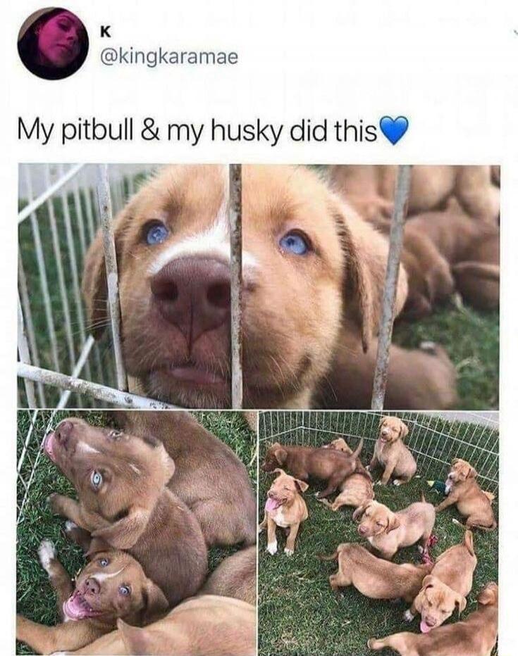 My pitbull & my husky did this