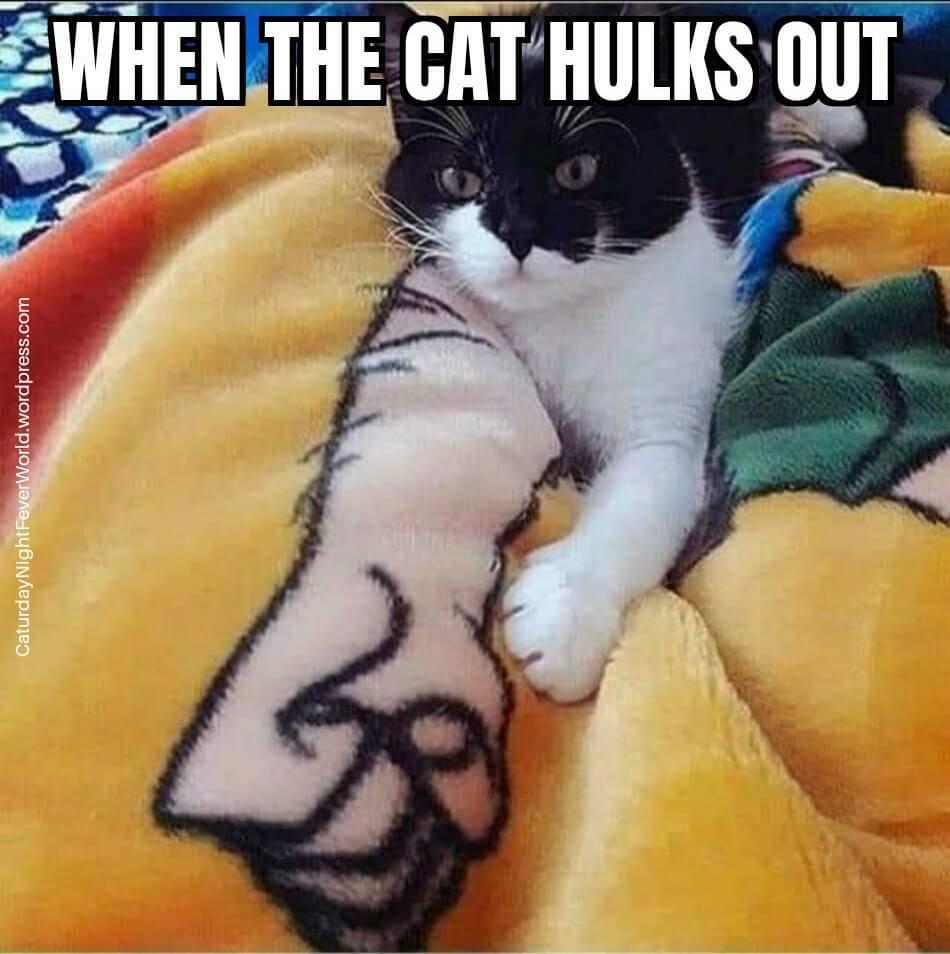 ZWHENTHE GAT HULKS OUT