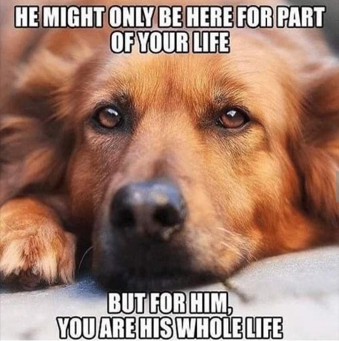 HE MIGHT ONLY BE HERE FOR PART OF YOUR LIFE BUT FOR HIM, YOU ARE HIS WHOLE LIFE