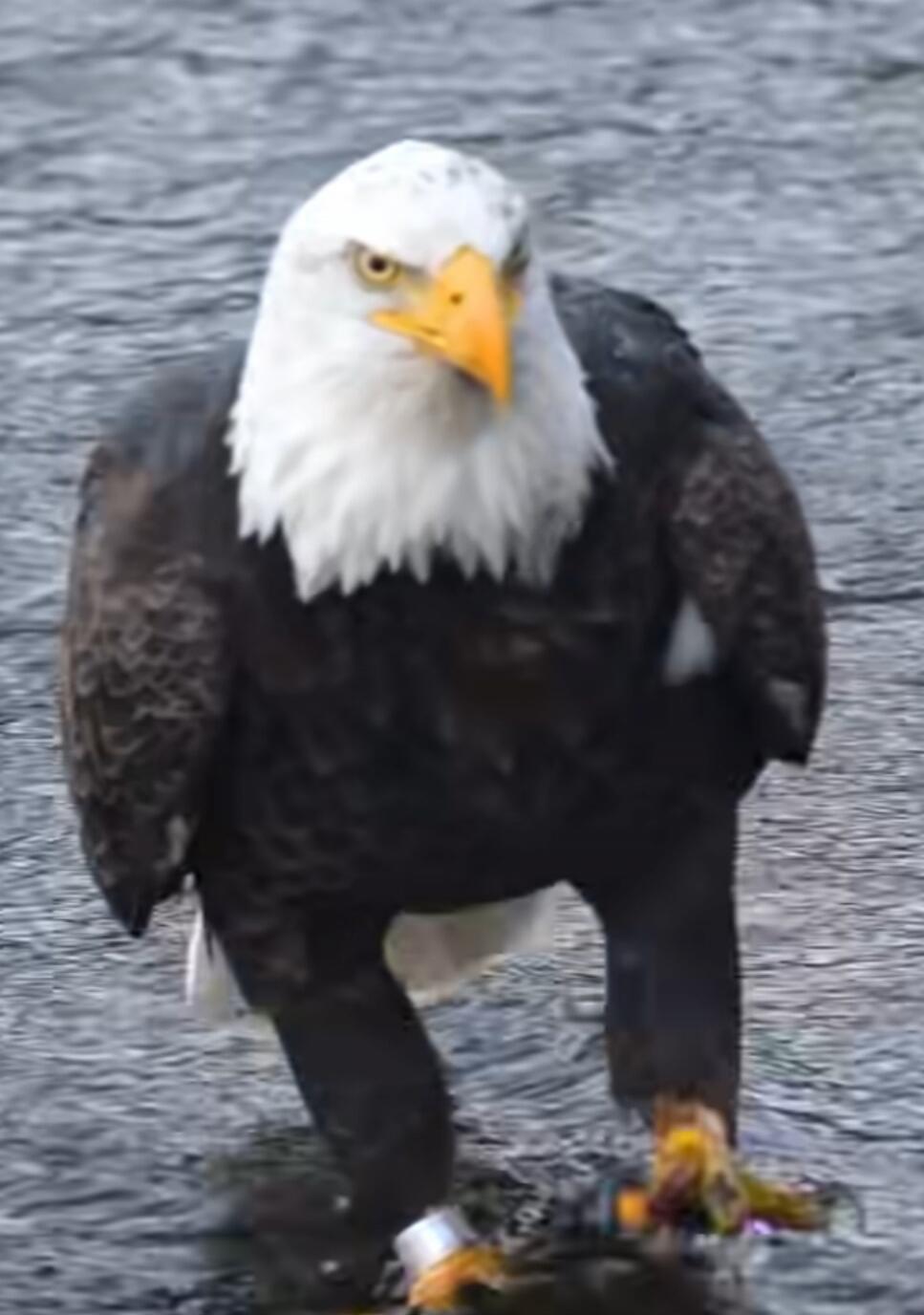 A bald eagle standing on a wet surface, with a metal band on its leg and a wrapped or bandaged area near the other leg.