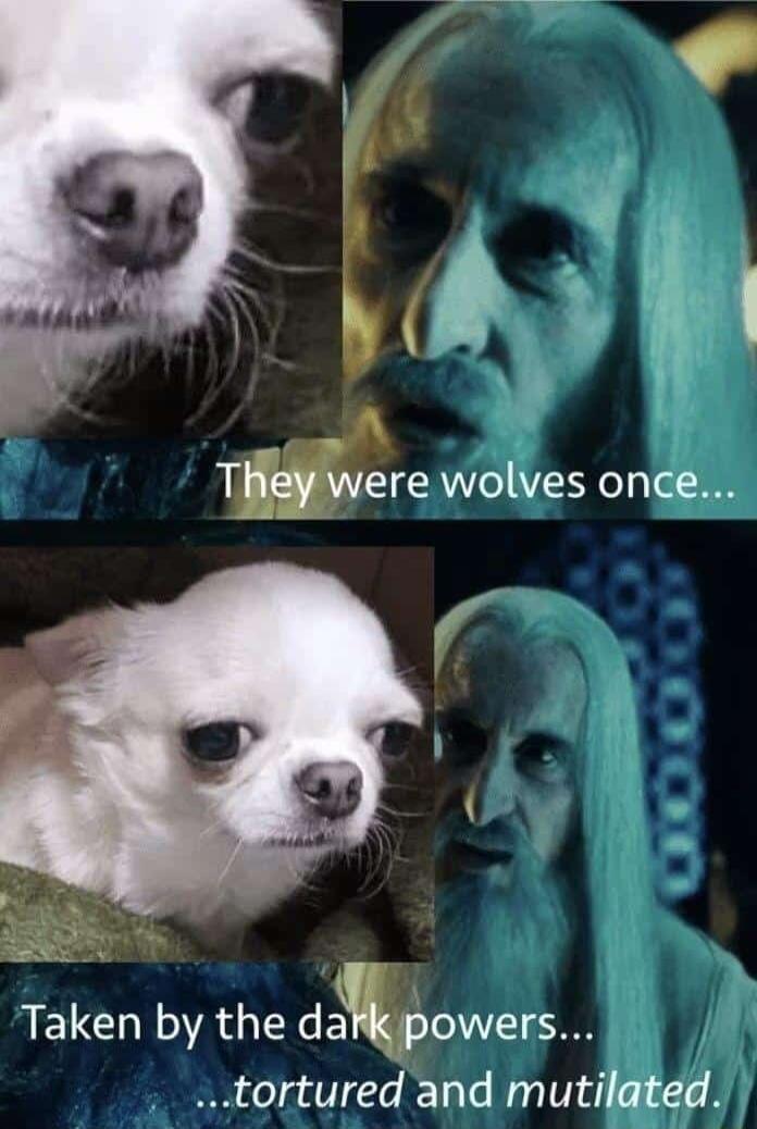 iy B TMre wolves once IELCHIIAG dzgiowers tortured and mutilated