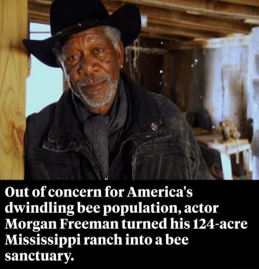 Out of concern for Americas dwindling bee population actor Morgan Freeman turned his 124 acre Mississippi ranch into a bee sanctuary
