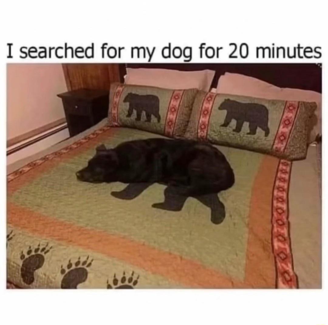 I searched for my dog for 20 minutes