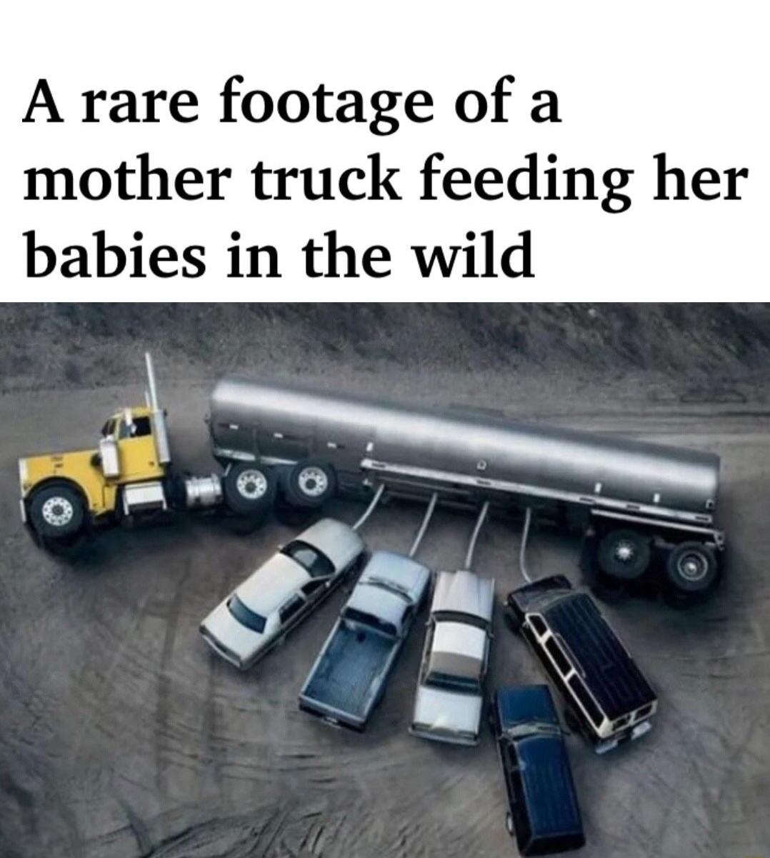 A rare footage of a mother truck feeding her babies in the wild