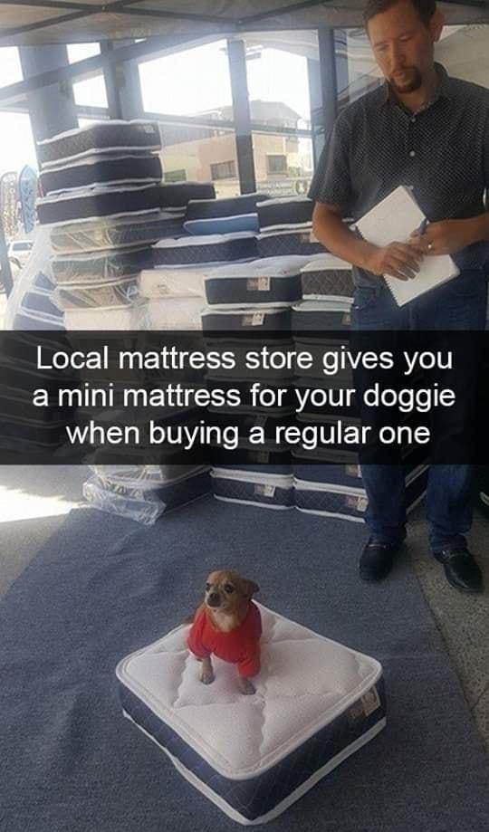 Local mattress store gives you a mini mattress for your doggie when buying a regular one Tirfing88