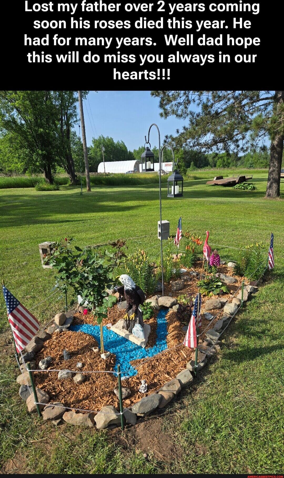 Lost my father over 2 years coming soon his roses died this year. He had for many years. Well dad hope this will do miss you always in our hearts!!!