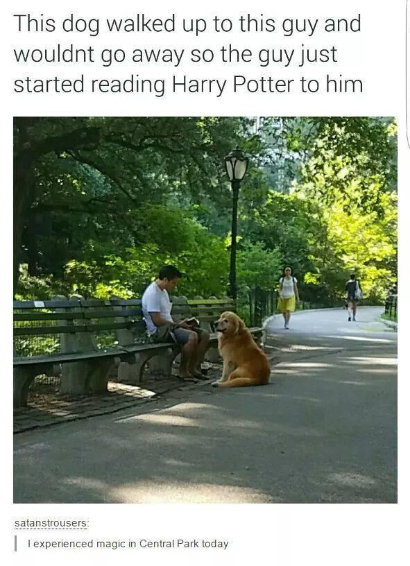 This dog walked up to this guy and wouldnt go away so the guy just started reading Harry Potter to him