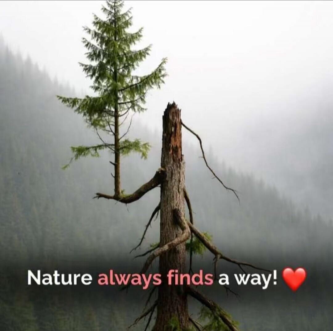 Nature always finds a way! ❤️