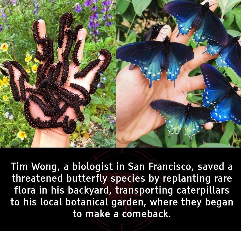 Tim Wong a biologist in San Francisco saved a threatened butterfly species by replanting rare flora in his backyard transporting caterpillars to his local botanical garden where they began to make a comeback