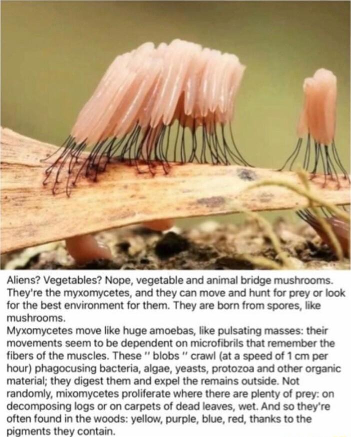 Aliens Vegetables Nope vegetable and animal bridge mushrooms Theyre the myxomycetes and they can move and hunt for prey of look for the best environment for them They are born from spores fike mushrooms Myxomycetes move like huge amoebas like pulsating masses their movements seem to be dependent on microfibrils that remember the fibers of the muscles These blobs crawl at a speed of 1 cm per hour p