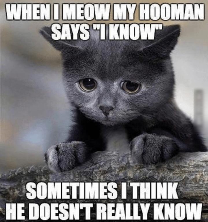 SOHEIIHES 1 TIIIIIK HE DOESNT REALLY KIIIIW