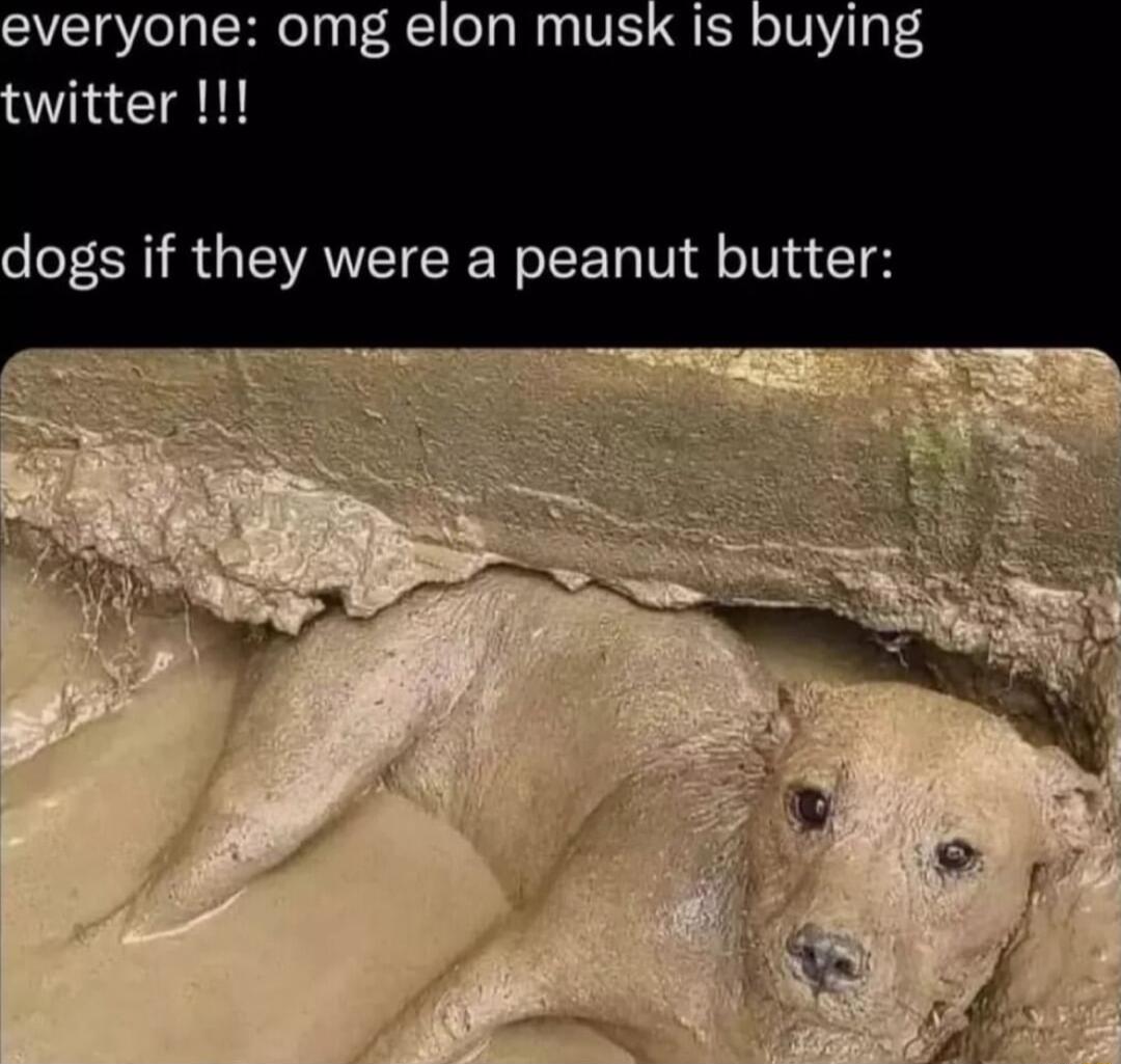 everyone omg elon musk is buying witter dogs if they were a peanut butter