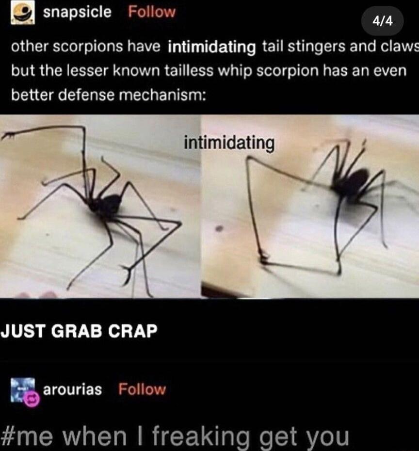 snapsicle Follow 44 QEIEIGIL L EVER T T B T RET RO LI R ENE but the lesser known tailless whip scorpion has an even better defense mechanism intimidating JUST GRAB CRAP 5 arourias Follow me when freaking get you