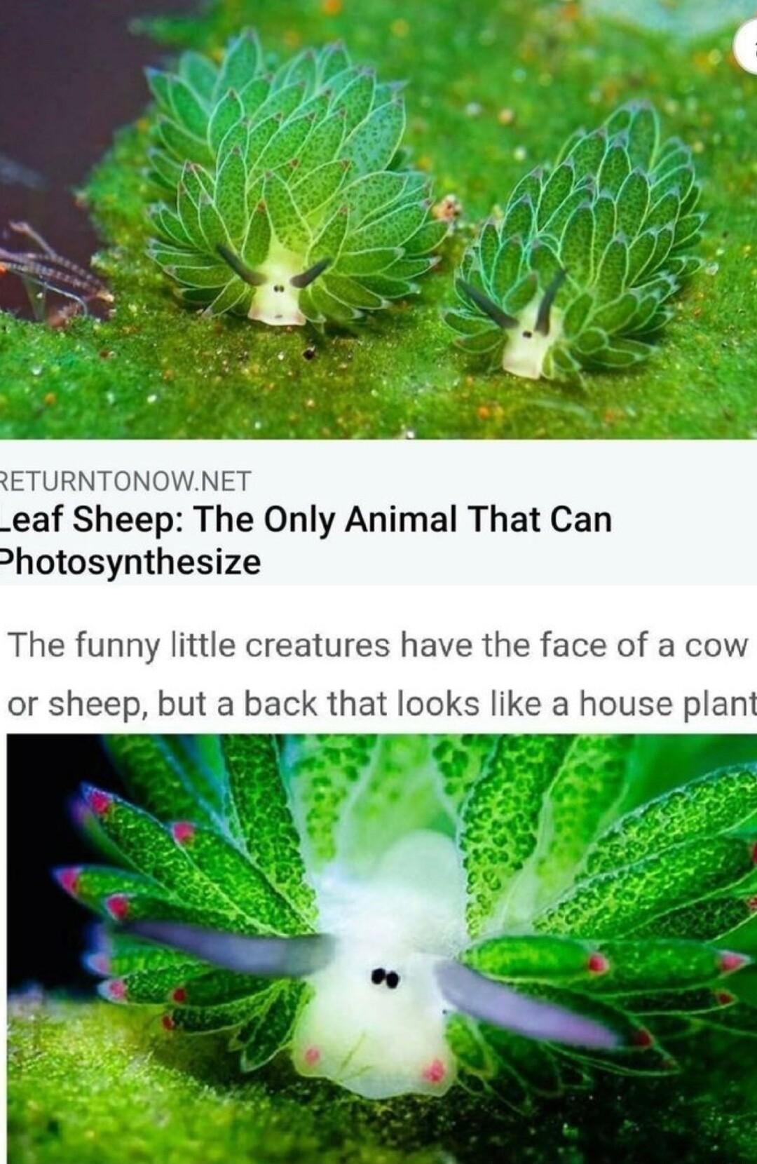ETURNTONOWNET eaf Sheep The Only Animal That Can Shotosynthesize The funny little creatures have the face of a cow or sheep but a back that looks like a house plant