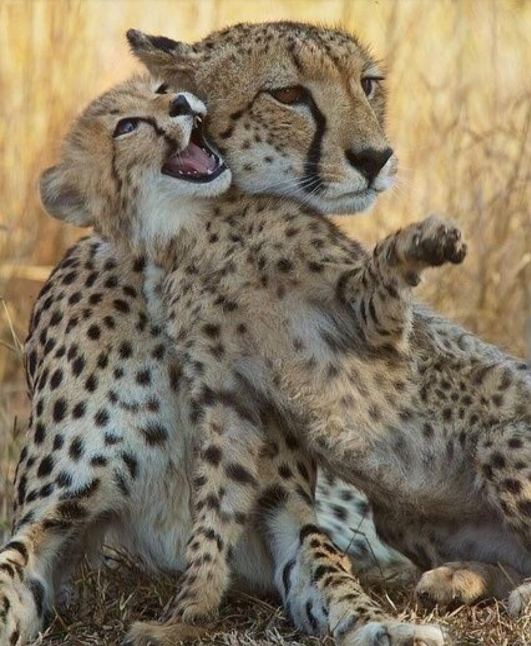 Session ID: 1020150.