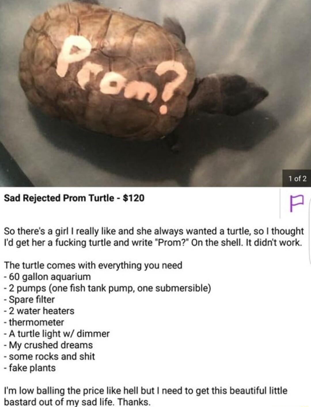 Sad Rejected Prom Turtle 120 p So theres a girl really like and she always wanted a turtle so thought d get her a fucking turtle and write Prom On the shell It didnt work The turtle comes with everything you need 60 gallon aquarium 2 pumps one fish tank pump one submersible Spare filter 2 water heaters thermometer Aturtle light w dimmer My crushed dreams s0me rocks and shit fake plants Im low ball