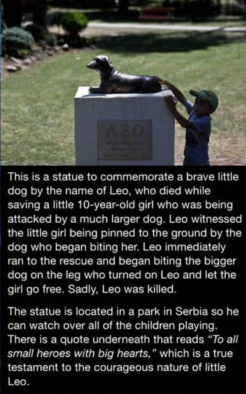 This is a statue to commemorate a brave little dog by the name of Leo who died while V IR V EVEE TSl R T RV T RN R T e attacked by a much larger dog Leo witnessed the little girl being pinned to the ground by the T RV TR E LN T To B A WET R T T T LY CURCRGENCEITIER e NolteE LR Tyl RUs IR o Tl o118 dog on the leg who turned on Leo and let the girl go free Sadly Leo was killed The statue is located 