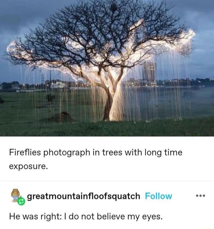 Fireflies photograph in trees with long time exposure greatmountainfloofsquatch He was right do not believe my eyes