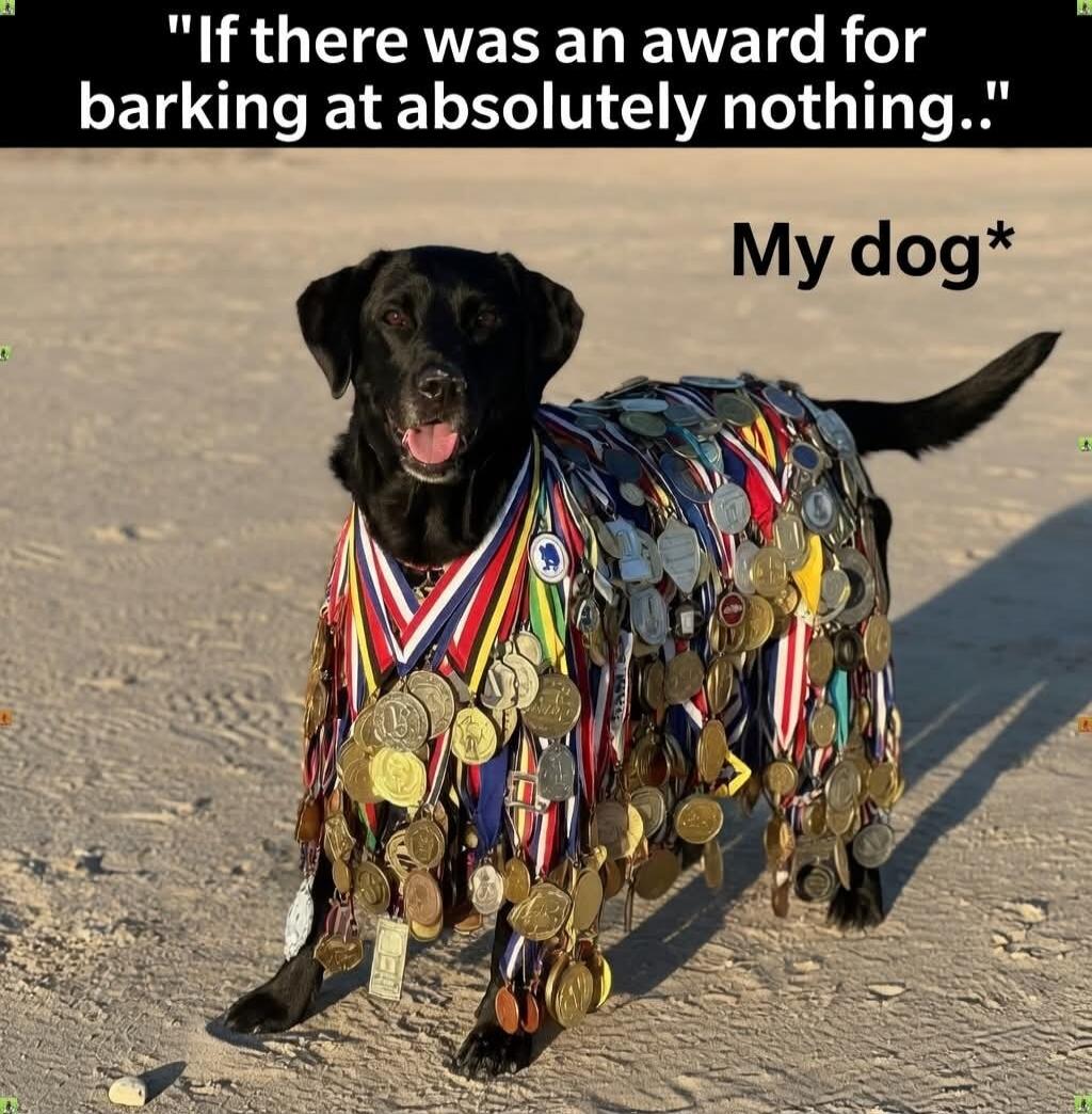 If there was an award for barking at absolutely nothing.. My dog*