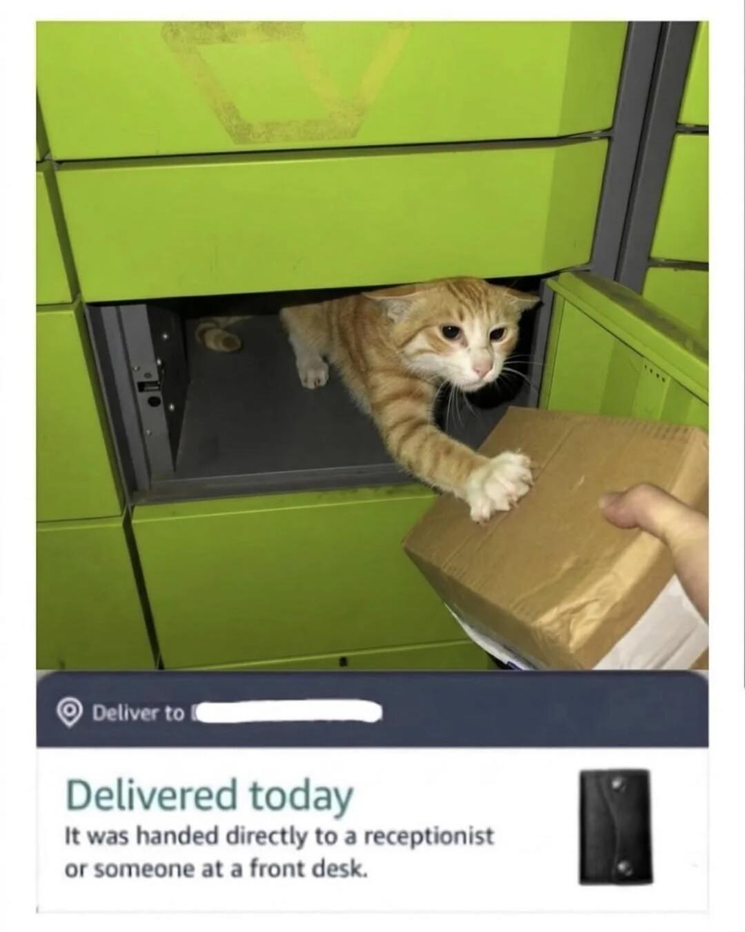 Deliver to Delivered today It was handed directly to a receptionist or someone at a front desk. An orange tabby cat is inside a green parcel locker, reaching out for a package.