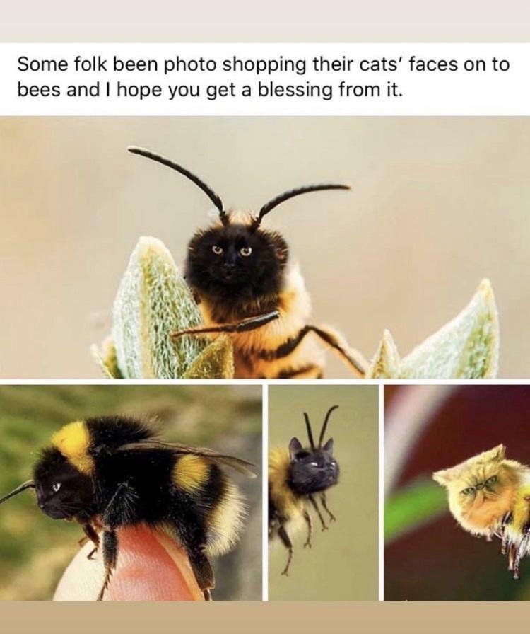 Some folk been photo shopping their cats faces on to bees and hope you get a blessing from it