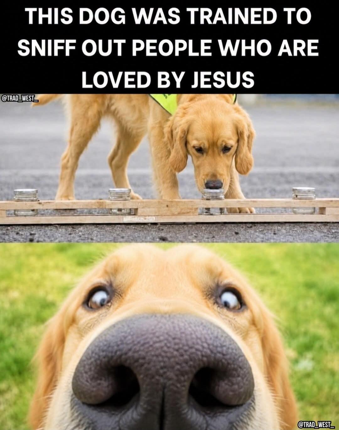THIS DOG WAS TRAINED TO SNIFF OUT PEOPLE WHO ARE LOVED BY JESUS