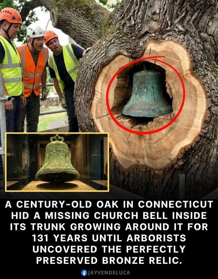 A century-old oak in Connecticut hid a missing church bell inside its trunk growing around it for 131 years until arborists uncovered the perfectly preserved bronze relic.