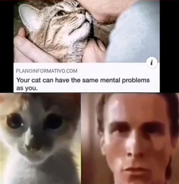 Your cat can have the same mental problems as you