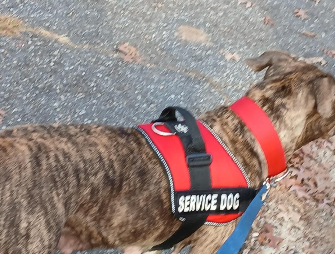 SERVICE DOG