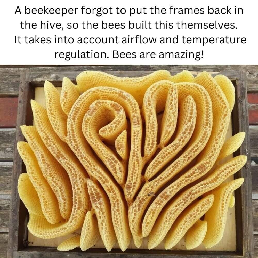 A beekeeper forgot to put the frames back in the hive so the bees built this themselves It takes into account airflow and temperature regulation Bees are amazing