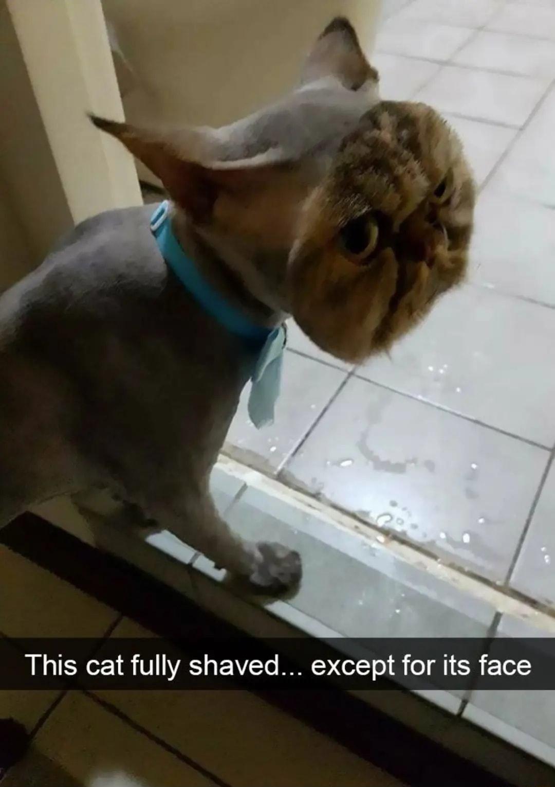 This cat fully shaved except for its face T
