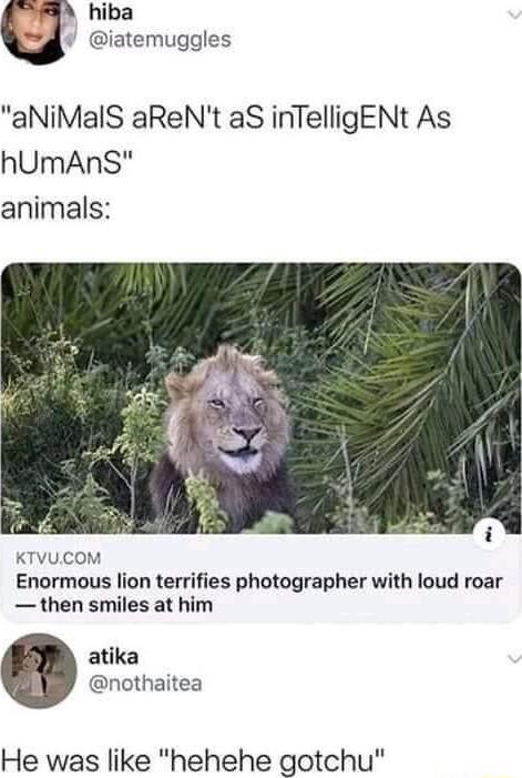 hiba iatemuggles aNiMalS aReNt aS inTelligENt As hUmAnS animals KTVUCOM Enormous lion terrifies photographer with loud roar then smiles at him atika nothaitea He was like hehehe gotchu