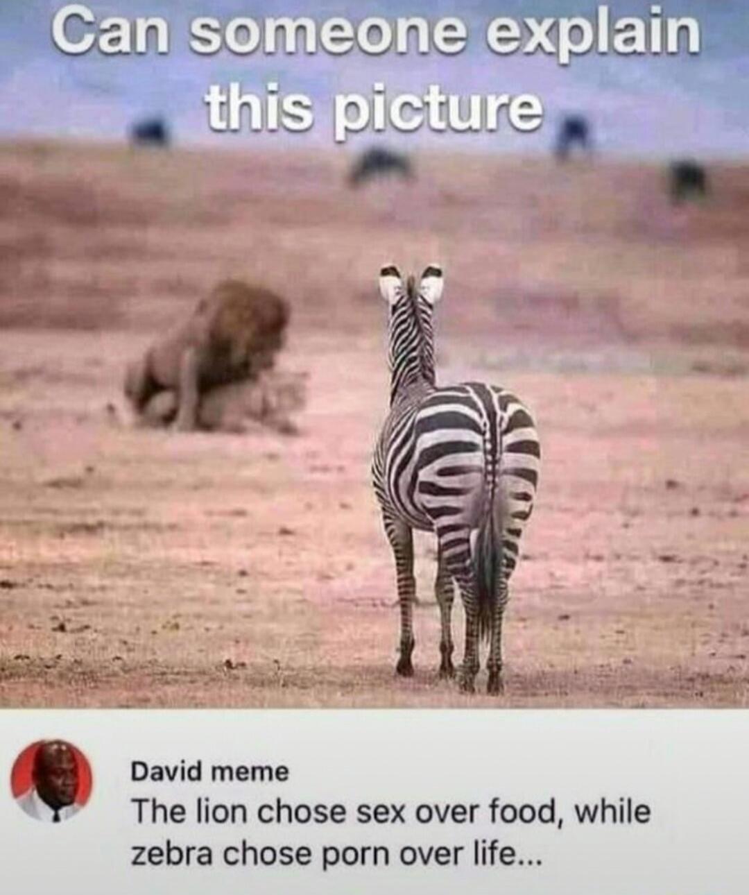 Can someone explain this picture David meme The lion chose sex over food, while zebra chose porn over life...