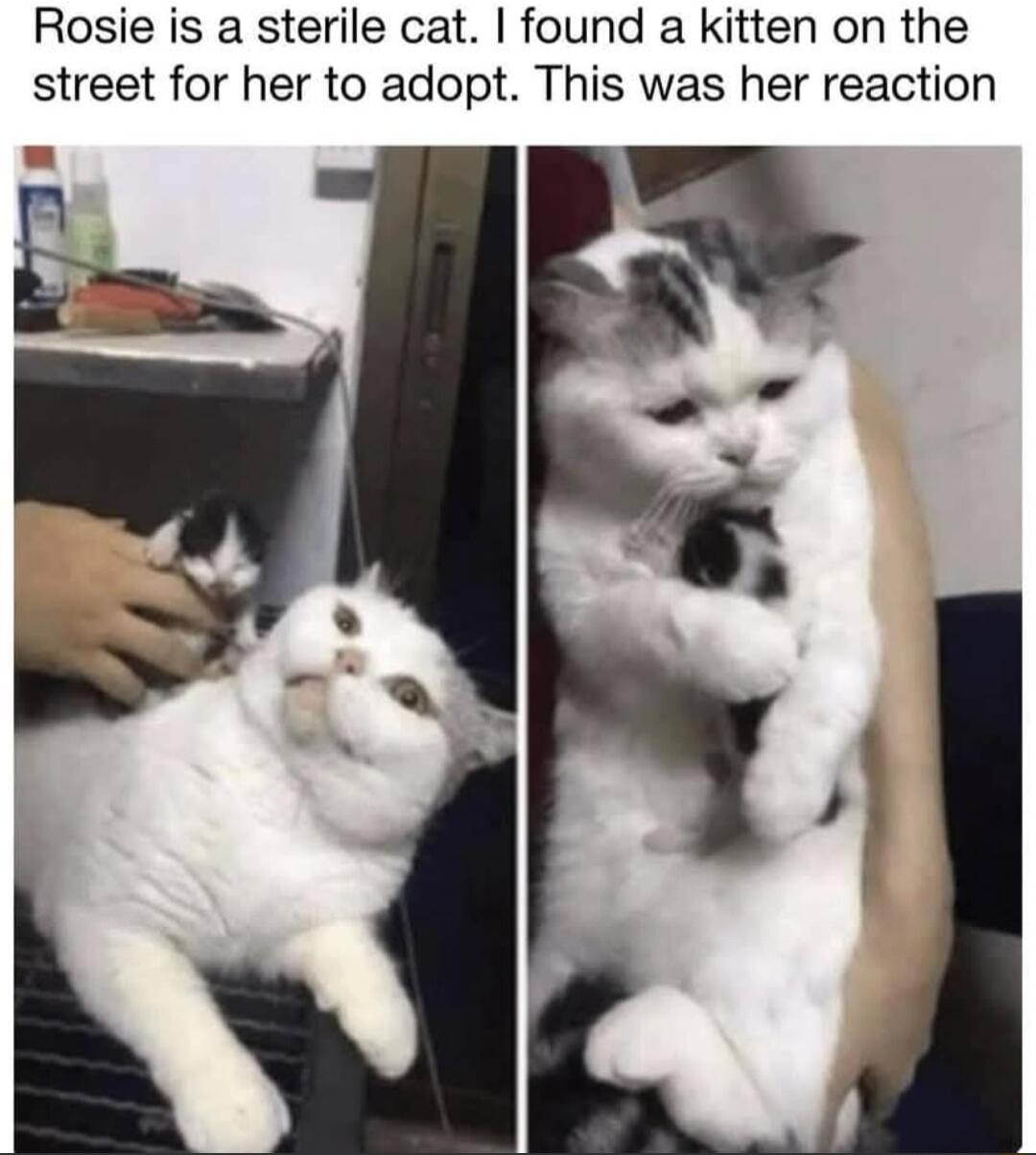 Rosie is a sterile cat found a kitten on the street for her to adopt This was her reaction