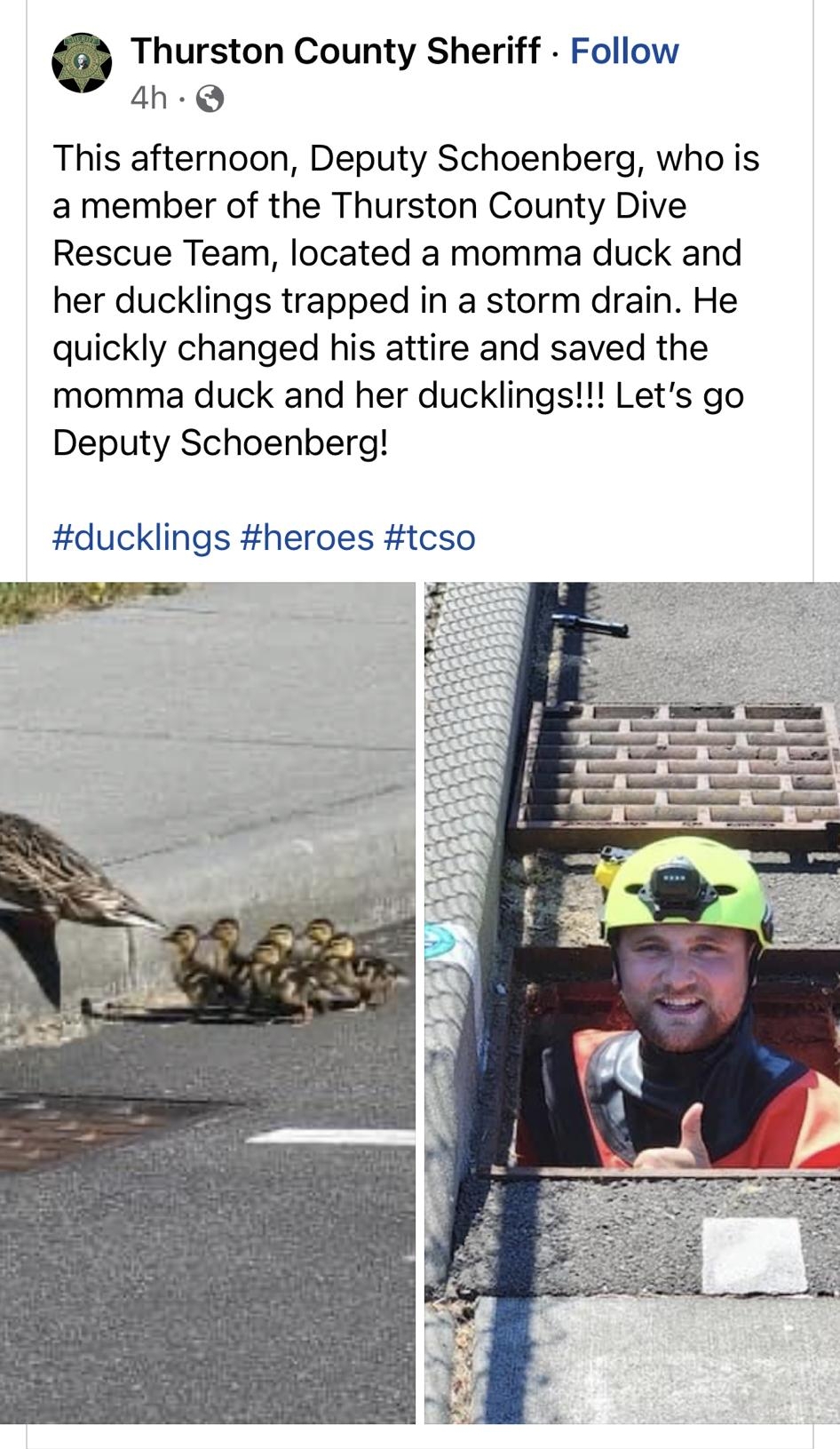 8319 W 5G Thurston County Sheriff Follow 4h Q This afternoon Deputy Schoenberg who is a member of the Thurston County Dive Rescue Team located a momma duck and her ducklings trapped in a storm drain He quickly changed his attire and saved the momma duck and her ducklings Lets go Deputy Schoenberg ducklings heroes tcso MO 16K 100 comments 70 shares A s 8 0o Home News Marketplace Feeds Notfications 