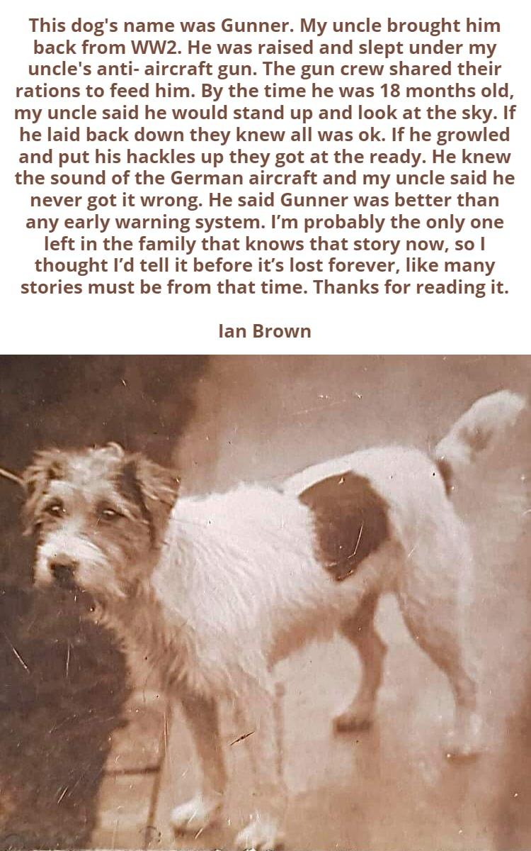 This dogs name was Gunner My uncle brought him back from WW2 He was raised and slept under my uncles anti aircraft gun The gun crew shared their rations to feed him By the time he was 18 months old my uncle said he would stand up and look at the sky If he laid back down they knew all was ok If he growled and put his hackles up they got at the ready He knew the sound of the German aircraft and my u