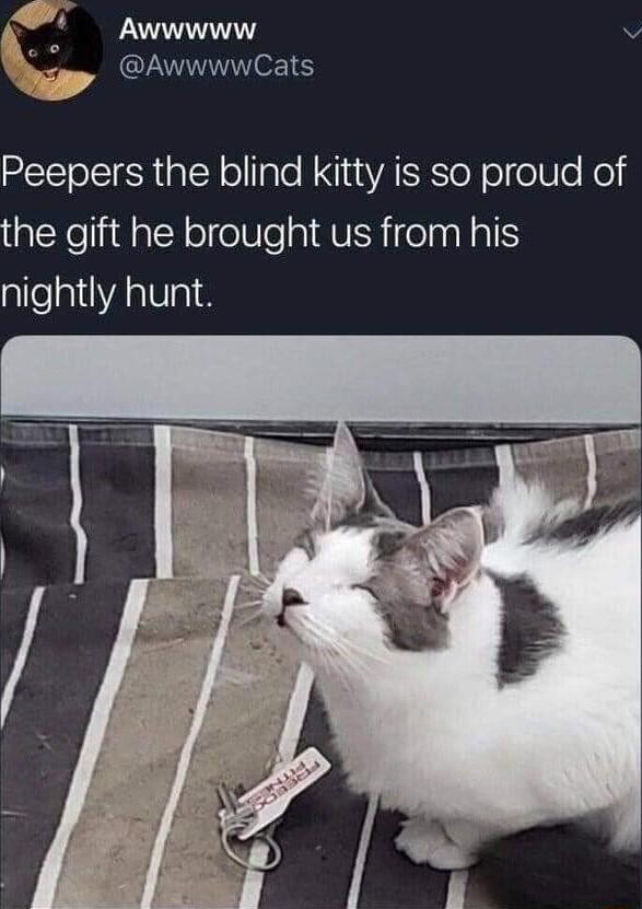 Awwwww v AwwwwCats Peepers the blind kitty is so proud of QYo lidlalN ol elleaIAVERielasNal nightly hunt