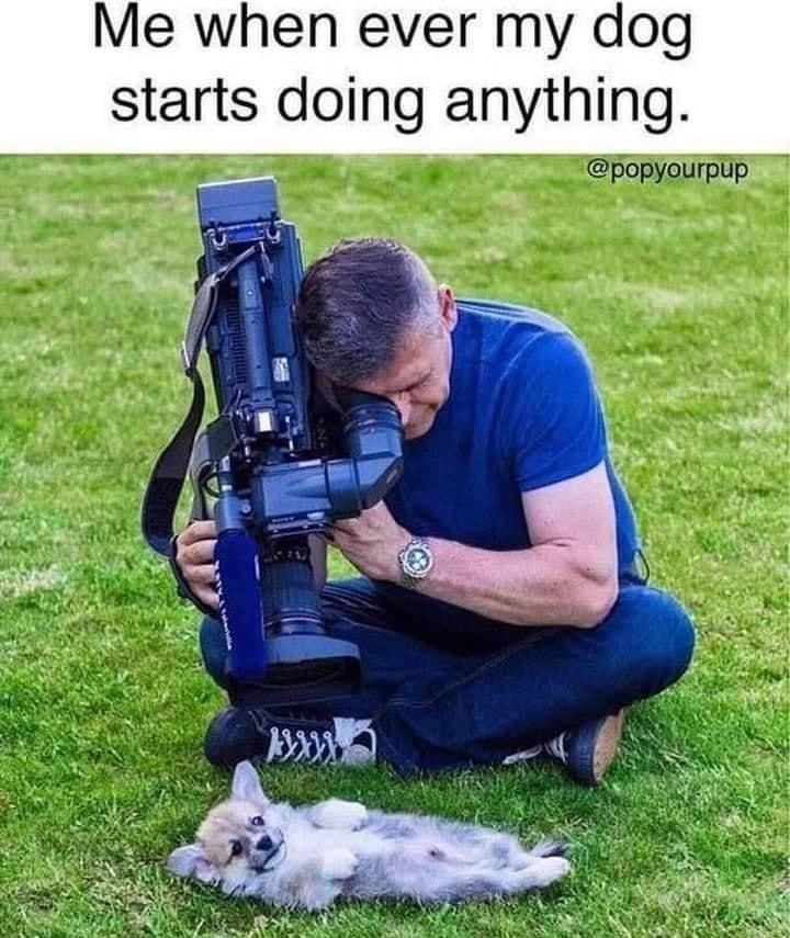 Me when ever my dog starts doing anything popyourpup